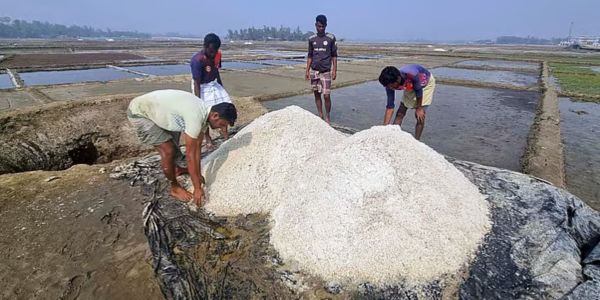 যেভাবে লবণের কারণে ফসলের উৎপাদন কমছে কুতুবদিয়ায়